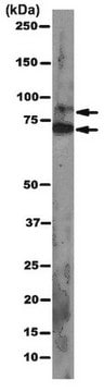 Anticuerpo anti-pan Ago, clon 2A8 clone 2A8, from mouse