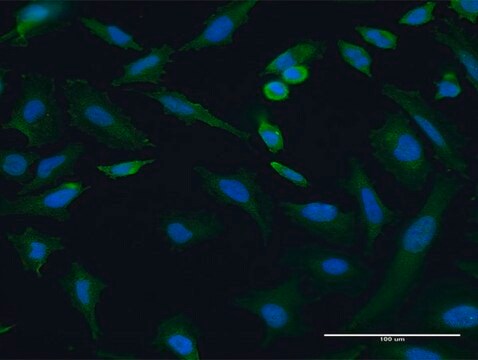 Monoclonal Anti-TRIP6, (N-terminal) antibody produced in mouse clone 3D12, purified immunoglobulin, buffered aqueous solution