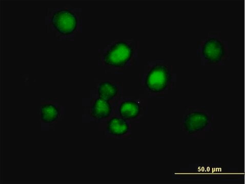 Anti-MAD2L1BP antibody produced in mouse purified immunoglobulin, buffered aqueous solution