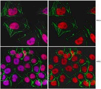 Anti-Replikationsprotein&nbsp;A-Antikörper, Klon RPA34-20 clone RPA34-20, from mouse