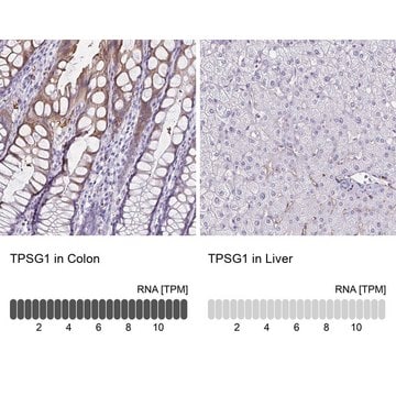 Anti-TPSG1 antibody produced in rabbit Prestige Antibodies&#174; Powered by Atlas Antibodies, affinity isolated antibody, buffered aqueous glycerol solution