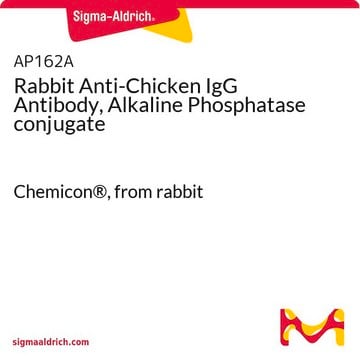 Rabbit Anti-Chicken IgG Antibody, Alkaline Phosphatase conjugate Chemicon&#174;, from rabbit