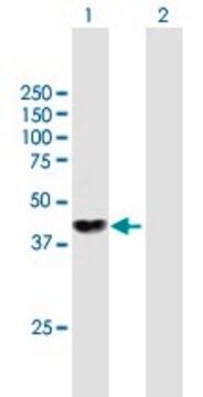 Anti-NME7 antibody produced in mouse purified immunoglobulin, buffered aqueous solution