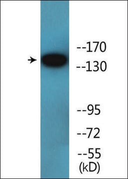 Anti-phospho-VEGFR2 (pTyr1214) antibody produced in rabbit affinity isolated antibody