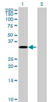 Anti-RPUSD1 antibody produced in mouse purified immunoglobulin, buffered aqueous solution