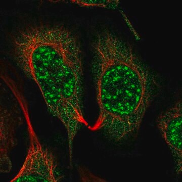 Anti-GNB5 antibody produced in rabbit Prestige Antibodies&#174; Powered by Atlas Antibodies, affinity isolated antibody