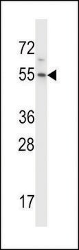 ANTI-HM13(C-TERMINAL) antibody produced in rabbit affinity isolated antibody, buffered aqueous solution