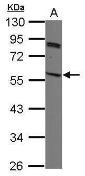 Anti-SIRPG antibody produced in rabbit affinity isolated antibody, buffered aqueous solution