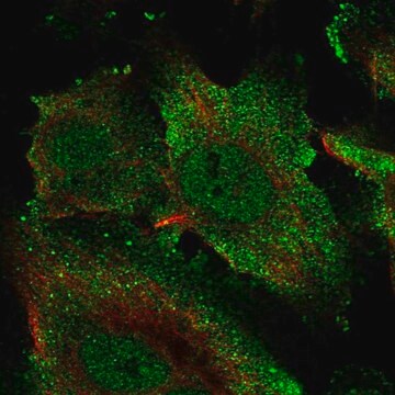 Anti-ECSCR antibody produced in rabbit Prestige Antibodies&#174; Powered by Atlas Antibodies, affinity isolated antibody