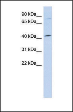 Anti-C1ORF177 antibody produced in rabbit affinity isolated antibody