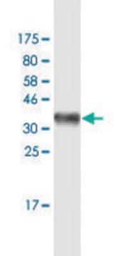 Monoclonal Anti-HLA-DQB1 antibody produced in mouse clone 1G6, purified immunoglobulin, buffered aqueous solution