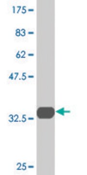 Monoclonal Anti-VAMP5, (N-terminal) antibody produced in mouse clone 3D4, purified immunoglobulin, buffered aqueous solution