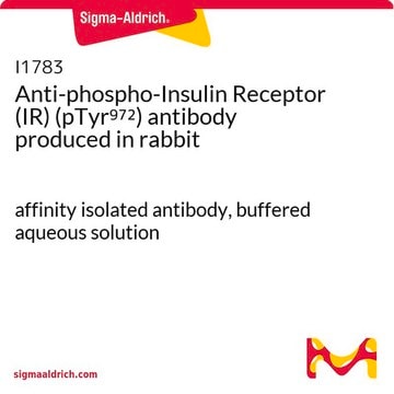 Anti-phospho-Insulin Receptor (IR) (pTyr972) antibody produced in rabbit affinity isolated antibody, buffered aqueous solution