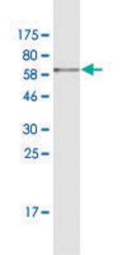 Monoclonal Anti-PDCL antibody produced in mouse clone 4G5, purified immunoglobulin, buffered aqueous solution