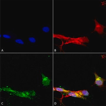 Monoclonal Anti-Sur1 - Atto 488 antibody produced in mouse clone S289-16, purified immunoglobulin