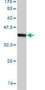 Monoclonal Anti-HECTD1 antibody produced in mouse clone 1E10, purified immunoglobulin, buffered aqueous solution