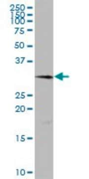 Anti-TMEM27 antibody produced in mouse IgG fraction of antiserum, buffered aqueous solution