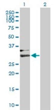 Anti-HPX antibody produced in mouse purified immunoglobulin, buffered aqueous solution