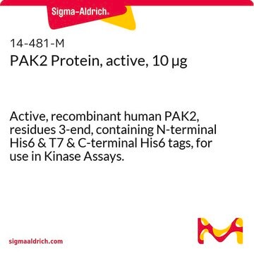 PAK2 Protein, active, 10 &#181;g Active, recombinant human PAK2, residues 3-end, containing N-terminal His6 &amp; T7 &amp; C-terminal His6 tags, for use in Kinase Assays.