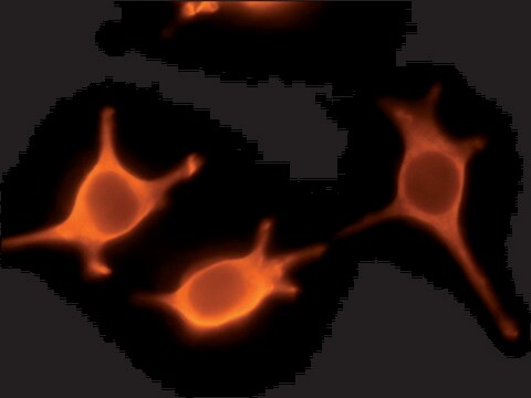 Anti-DBP5 (N-terminal) antibody produced in rabbit ~1&#160;mg/mL, affinity isolated antibody, buffered aqueous solution