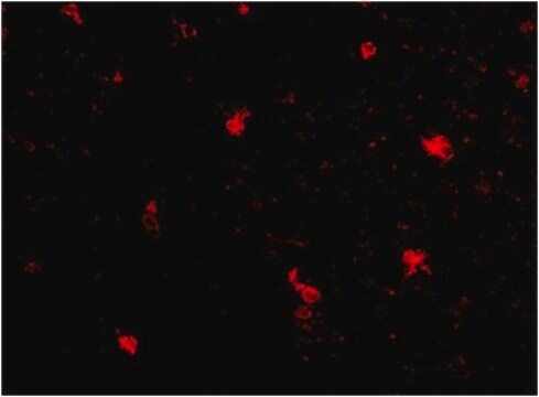 Anti-FEZ2 Antibody from rabbit, purified by affinity chromatography