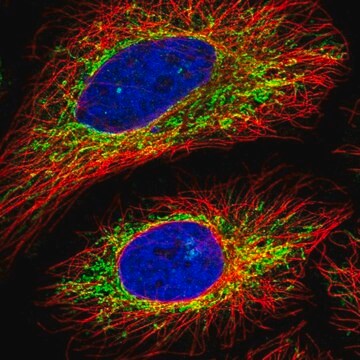 Anti-C16orf62 antibody produced in rabbit Prestige Antibodies&#174; Powered by Atlas Antibodies, affinity isolated antibody