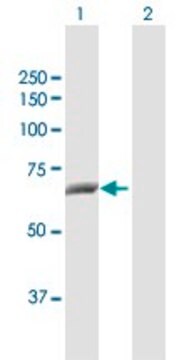 Anti-CTPS2 antibody produced in rabbit purified immunoglobulin, buffered aqueous solution