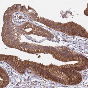 Anti-FAM89A antibody produced in rabbit Prestige Antibodies&#174; Powered by Atlas Antibodies, affinity isolated antibody, buffered aqueous glycerol solution