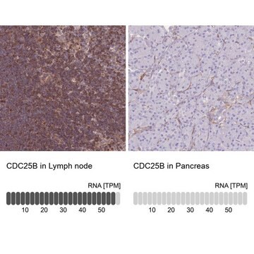 Anti-CDC25B antibody produced in rabbit Prestige Antibodies&#174; Powered by Atlas Antibodies, affinity isolated antibody, buffered aqueous glycerol solution