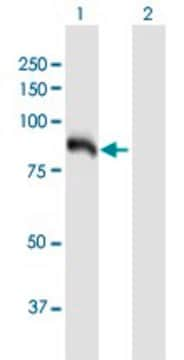 Anti-HK3 antibody produced in mouse IgG fraction of antiserum, buffered aqueous solution