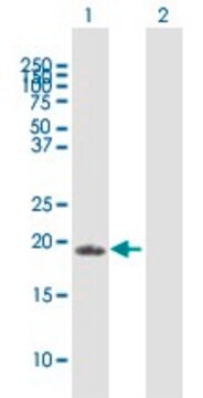 Anti-ZFAND1 antibody produced in mouse purified immunoglobulin, buffered aqueous solution