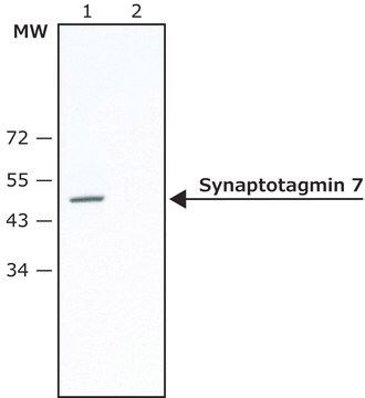 Anti-Synaptotagmin 7 antibody produced in rabbit ~1.0&#160;mg/mL, affinity isolated antibody