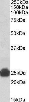 Anti-Gsta5 antibody produced in goat affinity isolated antibody, buffered aqueous solution