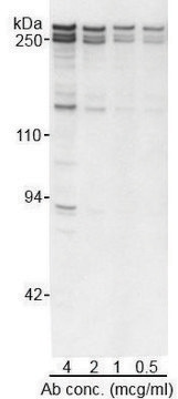 Rabbit anti-MDC1 Antibody, Affinity Purified Powered by Bethyl Laboratories, Inc.