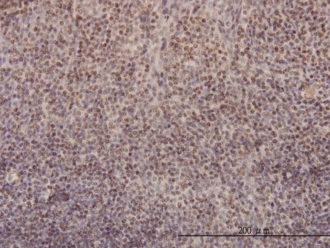 Monoclonal Anti-RFC4 antibody produced in mouse clone 1C12, purified immunoglobulin, buffered aqueous solution