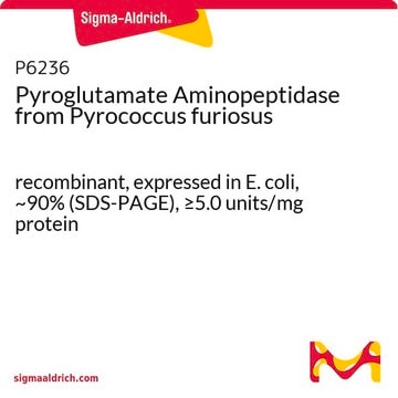 Pyroglutamate Aminopeptidase from Pyrococcus furiosus recombinant, expressed in E. coli, ~90% (SDS-PAGE), &#8805;5.0&#160;units/mg protein