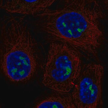 Anti-ADAMTS12 antibody produced in rabbit Prestige Antibodies&#174; Powered by Atlas Antibodies, affinity isolated antibody