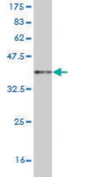 Monoclonal Anti-OPHN1 antibody produced in mouse clone 2B9, purified immunoglobulin, buffered aqueous solution