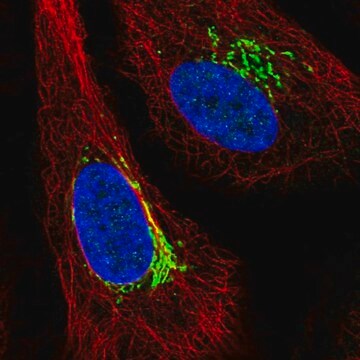 Anti-ARIH1 antibody produced in rabbit Prestige Antibodies&#174; Powered by Atlas Antibodies, affinity isolated antibody