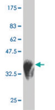 Monoclonal Anti-HUNK, (C-terminal) antibody produced in mouse clone 2G3, purified immunoglobulin, buffered aqueous solution