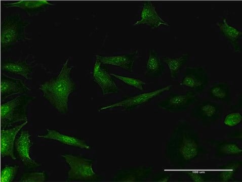 Monoclonal Anti-RP2, (C-terminal) antibody produced in mouse clone 1B4, purified immunoglobulin, buffered aqueous solution