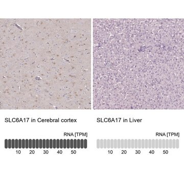 Anti-SLC6A17 antibody produced in rabbit Prestige Antibodies&#174; Powered by Atlas Antibodies, affinity isolated antibody, buffered aqueous glycerol solution