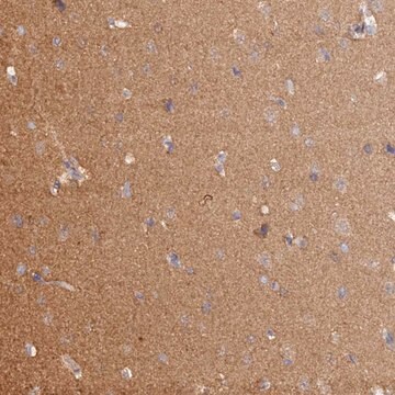 Anti-HINT1 antibody produced in rabbit Prestige Antibodies&#174; Powered by Atlas Antibodies, affinity isolated antibody, buffered aqueous glycerol solution