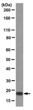 Anti-Anterior gradient protein 2 homolog Antibody, clone 7A10 clone 7A10, from mouse