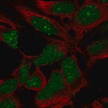 Anti-RP11-302B13.5 antibody produced in rabbit Prestige Antibodies&#174; Powered by Atlas Antibodies, affinity isolated antibody