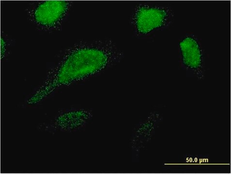 Monoclonal Anti-GLE1 antibody produced in mouse clone 1D8, purified immunoglobulin, buffered aqueous solution