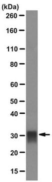 Anticorps anti-tryptase, mastocyte, clone&nbsp;G3 clone G3, Chemicon&#174;, from mouse