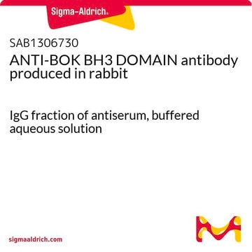 ANTI-BOK BH3 DOMAIN antibody produced in rabbit IgG fraction of antiserum, buffered aqueous solution