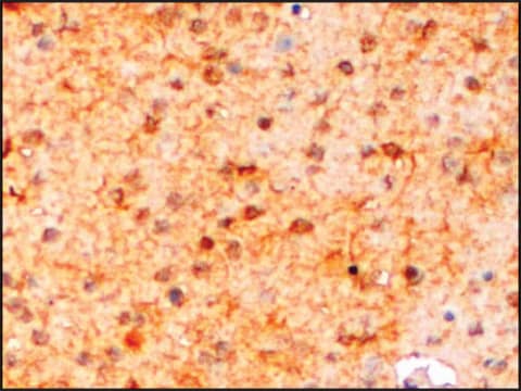 Anti-AIF1/IBA1 (Isoform 3) antibody produced in goat affinity isolated antibody, buffered aqueous solution