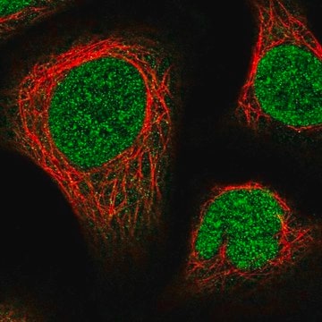 Anti-NUP214 antibody produced in rabbit Prestige Antibodies&#174; Powered by Atlas Antibodies, affinity isolated antibody